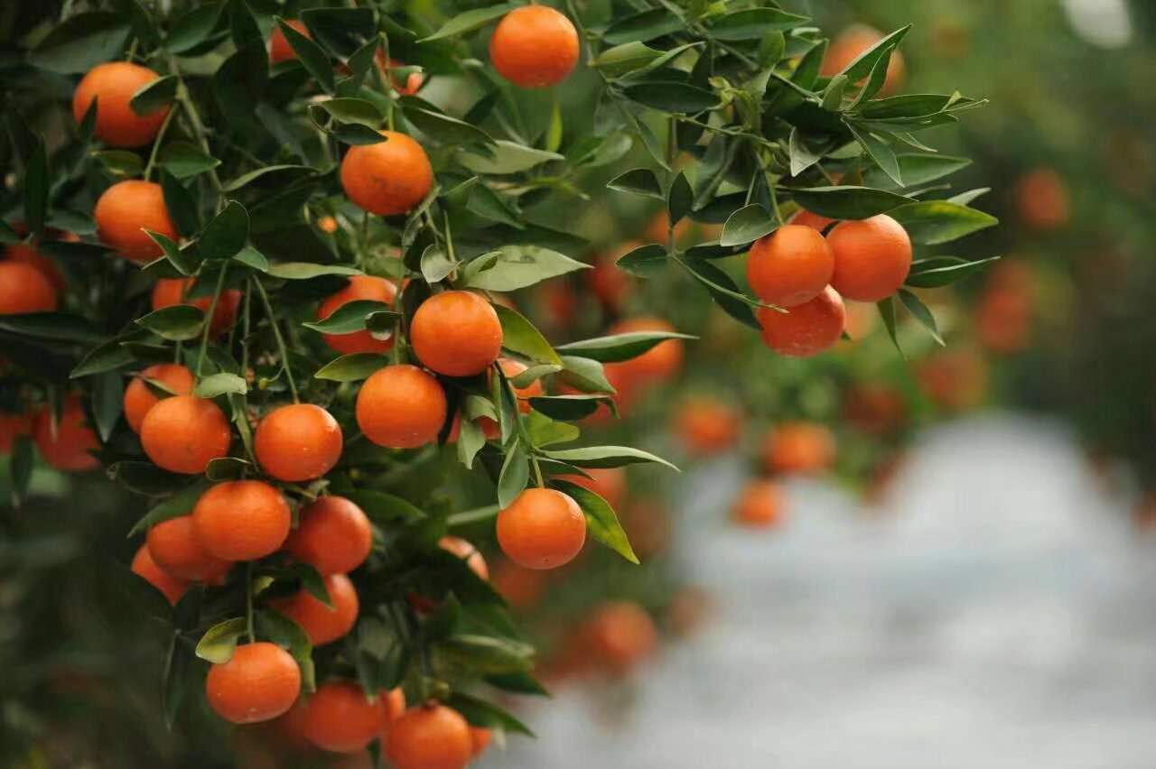 【新保得】苹果、梨、柑橘、樱桃等果树应该这样施生物有机肥
